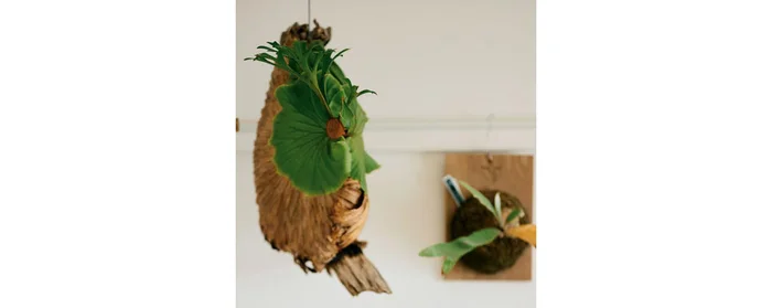 【観葉植物男子が教える】室内で元気に育てるヒントは、植物が自生している環境にあり！