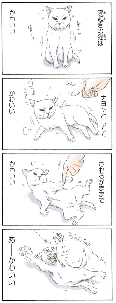 寝起きの猫は