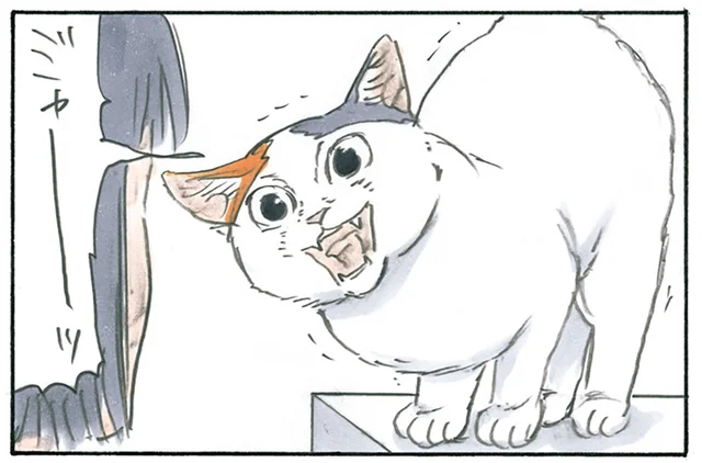 外に出られない！ 可愛すぎる仕草で飼い主を足止めする猫／拾い猫のモチャ3（7）