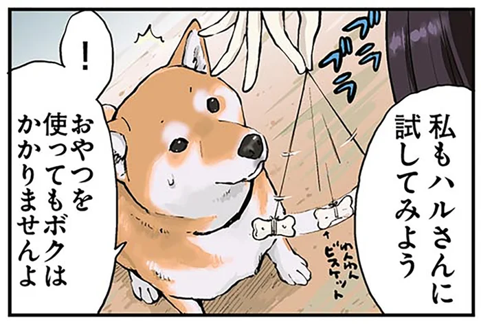 忠犬のはずなのに！催眠術をかけられた柴犬とおやつの関係／世界の終わりに柴犬と2（1）