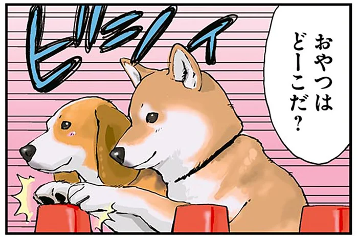 「おやつはどーこだ？」おやつ当てゲームで混乱させられる柴犬／世界の終わりに柴犬と2（4）