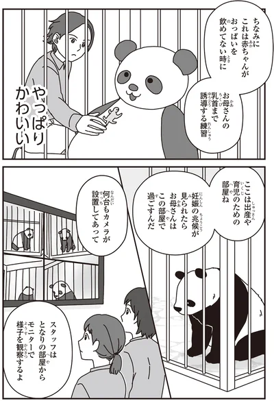 「パンダのミライ ―浜家・良浜 いのちの物語―」より