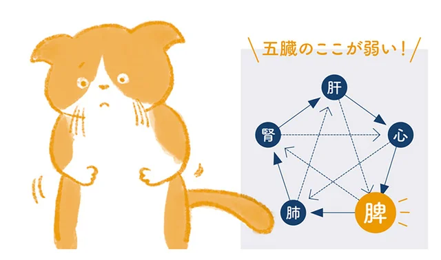 イライラが胃腸と繋がっている？ ストレスの影響が出やすいおなかのハリを解消したい！