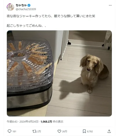 ジャーキーの匂いにつられて起きてきたちゃちゃちゃんでした！▶次はちゃちゃちゃんが実際にジャーキーをもらう様子へ！興奮がスゴイ！（⇒次へ）