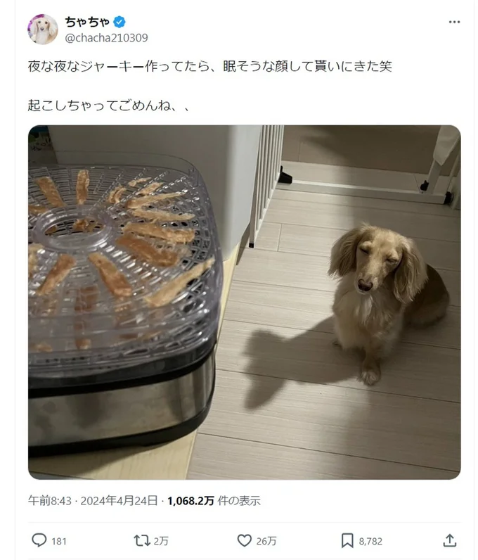 ジャーキーの匂いにつられて起きてきたちゃちゃちゃんでした！▶次はちゃちゃちゃんが実際にジャーキーをもらう様子へ！興奮がスゴイ！（⇒次へ）