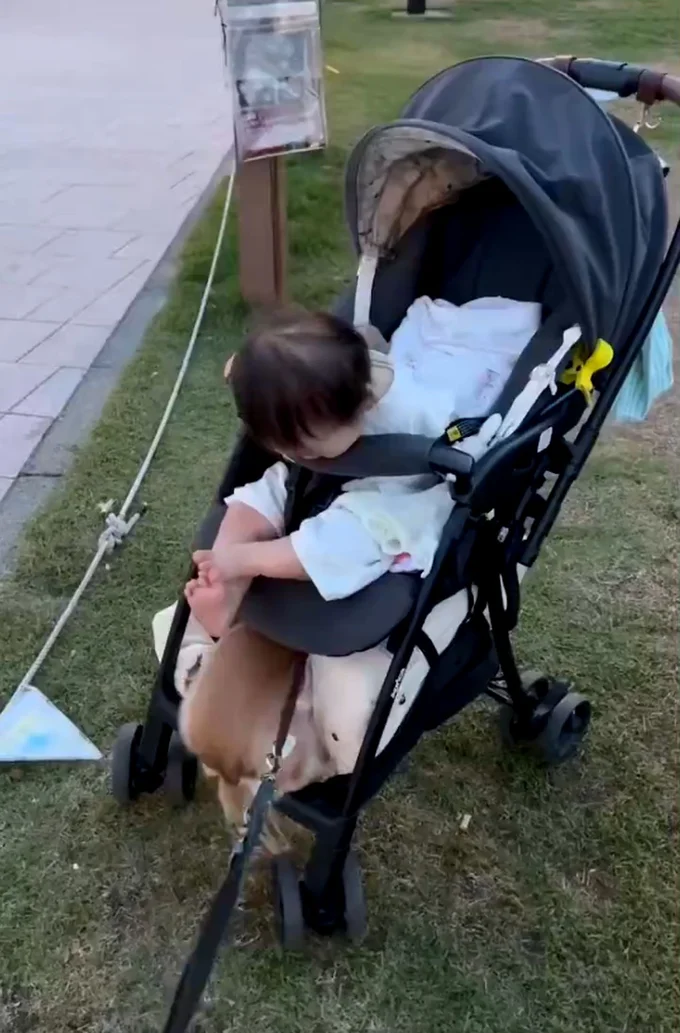 赤ちゃんがのぞき込んでるベビーカーの下には犬の胴体が！▶ちゃちゃちゃんのお気に入りの場所はこちら（⇒次へ）