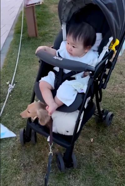 赤ちゃんとちゃちゃちゃんでベビーカーの2人乗り。ちゃちゃちゃんのお気に入りはベビーカーの下だそうです。▶次はベビーカーが好きすぎるちゃちゃちゃん（⇒次へ）