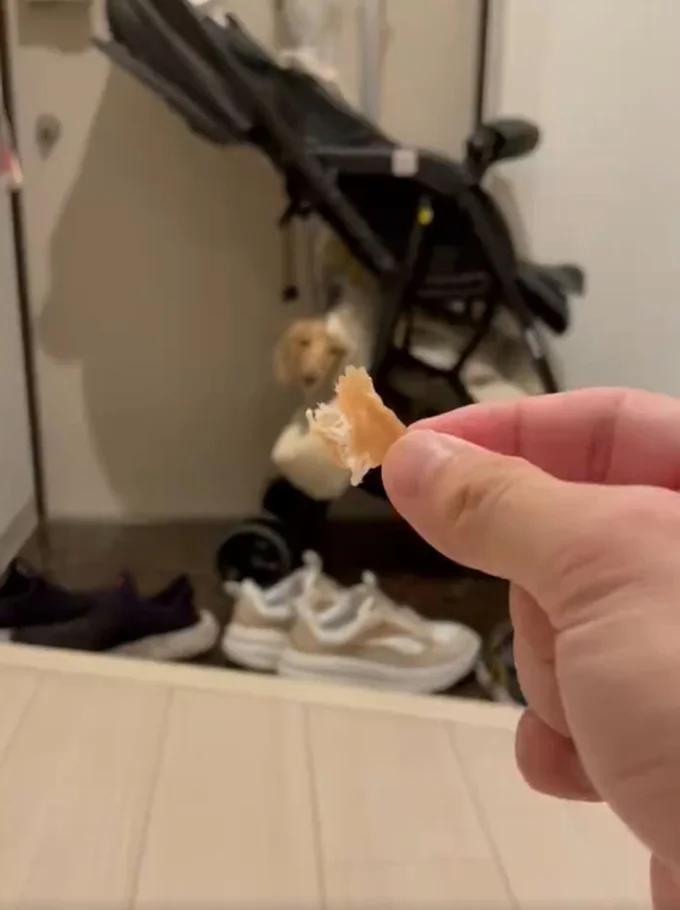 大好きなジャーキーを見せてもベビーカーから降りてこないそうです。何がちゃちゃちゃんをそんなに惹きつけるのでしょうか？▶次は6.5万いいねを集めたちゃちゃちゃんと赤ちゃんの可愛すぎる2ショットへ！（⇒次へ）