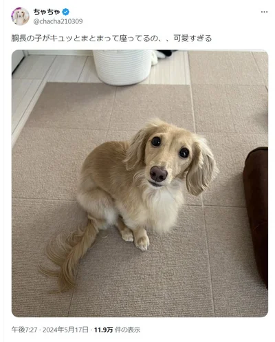 飼い主さん的には胴体の収まり具合が推しポイントのようです。▶毎日のびのびと暮らす愛犬との毎日をつづったマンガ『犬を揉む -ぺちょら… ときどき 帰宅拒否-』は次画像から読めます（⇒次へ）