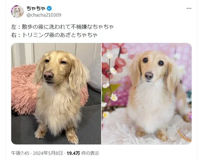 散歩の後に洗われて不機嫌なちゃちゃちゃんとトリミング後のちゃちゃちゃんでした。▶次はちゃちゃちゃんのお気に入りの場所へ！（⇒次へ）