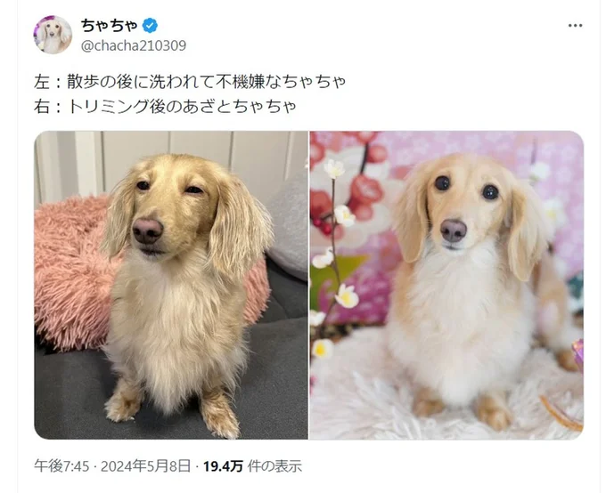 散歩の後に洗われて不機嫌なちゃちゃちゃんとトリミング後のちゃちゃちゃんでした。▶次はちゃちゃちゃんのお気に入りの場所へ！（⇒次へ）