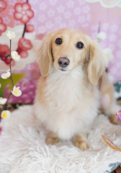 トリミング後のおすましちゃちゃちゃん。とってもキュート！▶次は、「え？同じちゃちゃちゃん…？！」（⇒次へ）