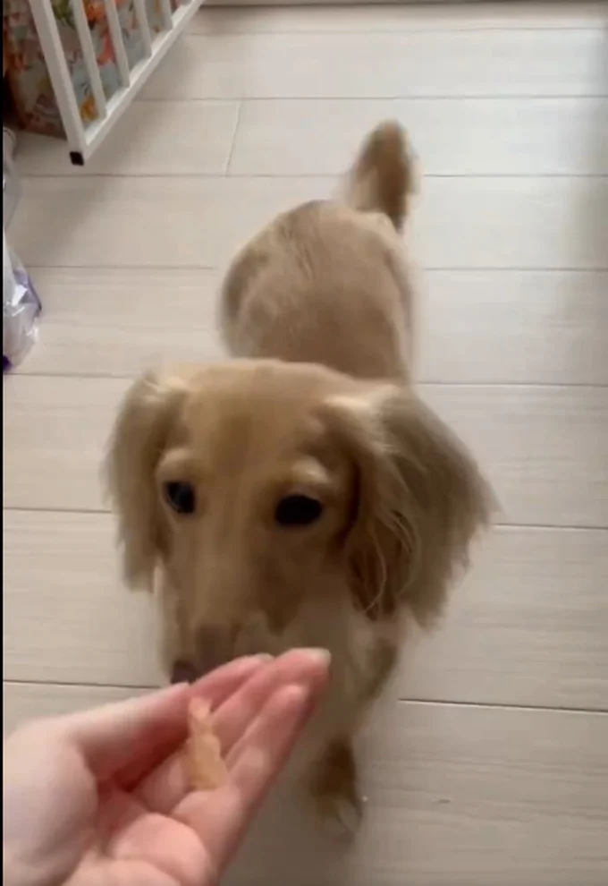 飼い主さんの手の中には大好きなジャーキー！▶次はジャーキーをほおばるちゃちゃちゃんへ！（⇒次へ）