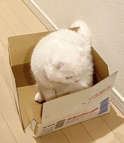 段ボールが壊れてしまいました▶次は眠そうなむくくんの写真（⇒次へ）