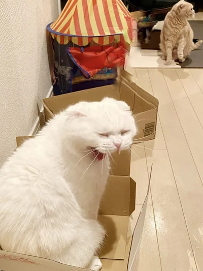 大あくびのむくくん▶すごい寝顔は次の写真（⇒次へ）