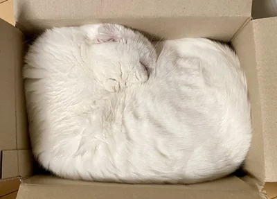枕みたいでこのまま梱包されてしまいそう▶飼い主さんも猫なのかタオルなのか困惑（⇒次へ）