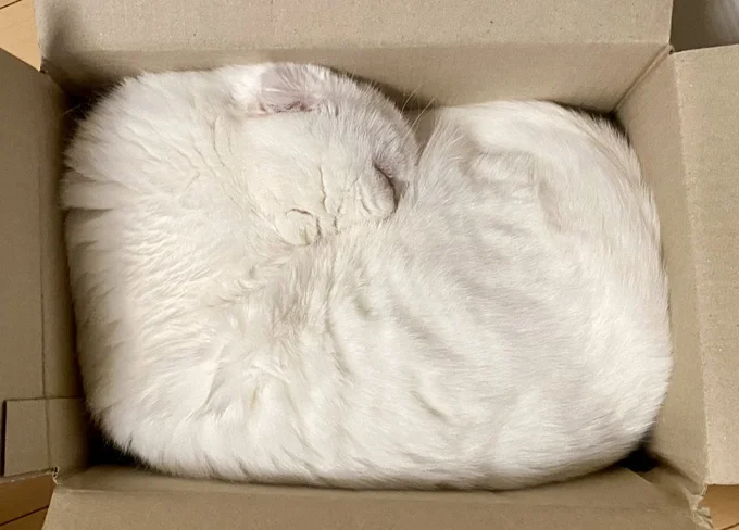 枕みたいでこのまま梱包されてしまいそう▶飼い主さんも猫なのかタオルなのか困惑(⇒次へ)