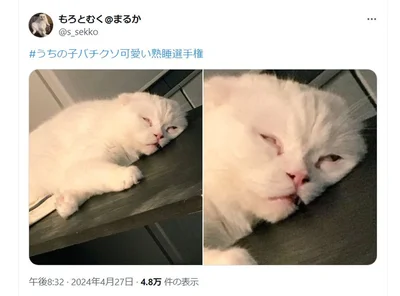 よっぽど疲れていたのでしょうか…▶猫のびっくりなポーズは次の写真（⇒次へ）