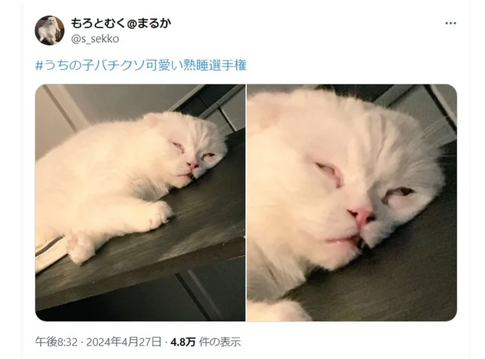 よっぽど疲れていたのでしょうか…▶猫のびっくりなポーズは次の写真(⇒次へ)