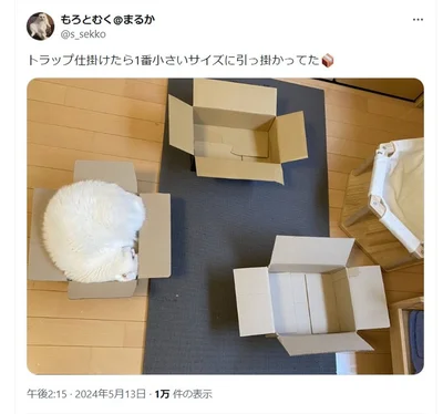 他のサイズもあるのに1番小さいサイズに引っ掛かってた！▶もう1匹の猫もろみちゃんも段ボール好き（⇒次へ）