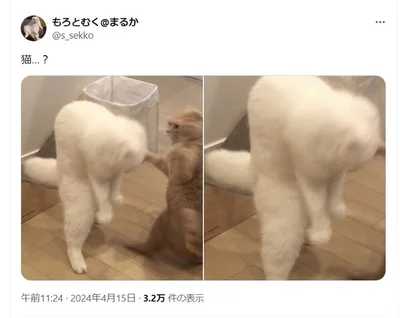 思わず「猫…？」とつぶやきたくなる写真ですね▶猫がいると毎日楽しい！2匹の保護猫との暮らしを描いた『レオとシロウのドタバタ猫日記』は次画像から読めます（⇒次へ）