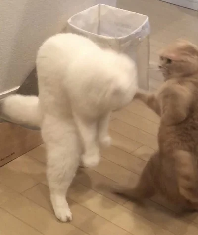 驚くほど四角い姿勢になっているむくくん▶飼い主さんも本音がポロリ（⇒次へ）