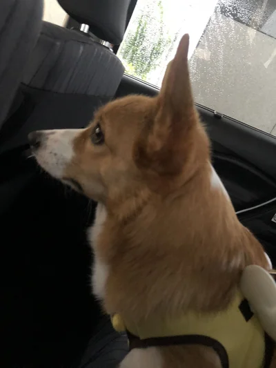 がっかりした気持ちが伝わってきます▶ドッグランで遊ぶオハナちゃんは楽しそう！（⇒次へ）
