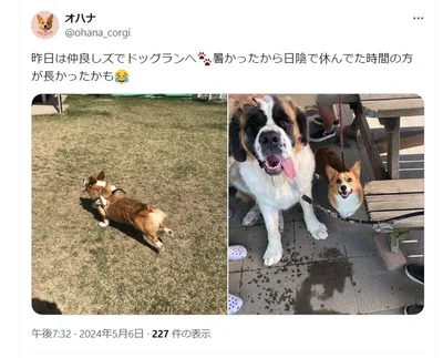 とても暑かったそうですが、楽しそうなポストです▶夕日に照らされたオハナちゃん（⇒次へ）
