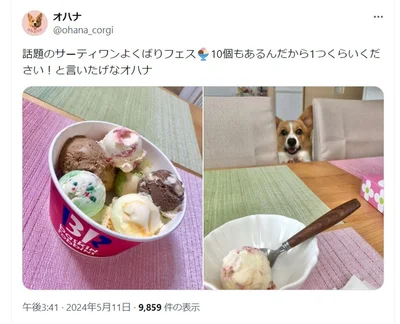 10個もあるんだから1つください！と言っているみたい▶動物と暮らすのは楽しい！ブゥンと鼻を鳴らす犬のこまちと、元気いっぱいな猫のタビ、ほっこりライフを描いたマンガ『まめきちまめこニートの日常　こまちとタビ1』は次画像から読めます（⇒次へ）