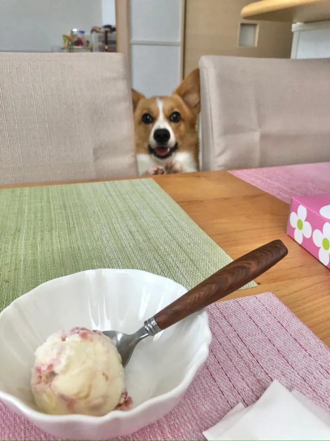 美味しそうにアイスを見つめるオハナちゃん▶どんな状況だったのかは次の写真で(⇒次へ)