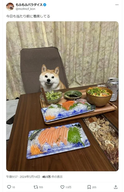 今日も当たり前に着席しているコンちゃん▶食事の席以外でも可愛いです（⇒次へ）