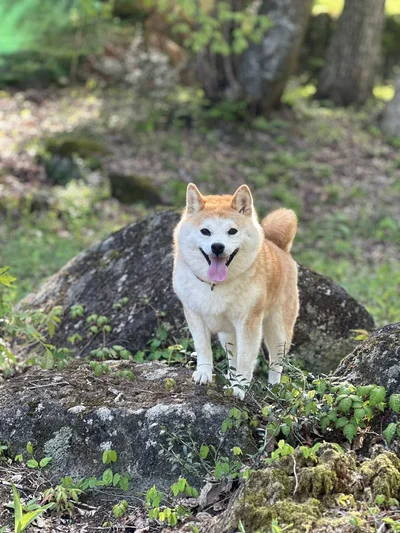 コンちゃんの日常は可愛い姿がたくさん！▶しゃべる柴犬とキュートな女子高生のほんわか終末紀行『世界の終わりに柴犬と』は次画像から読めます（⇒次へ）