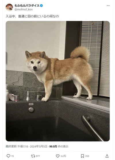 お風呂の時も飼い主さんと一緒！▶次の写真はごはんが欲しいときのアピール（⇒次へ）