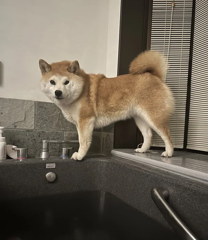 狭そうな壁際にいるようですが…？▶コンちゃんはどこにいるのでしょうか？（⇒次へ）