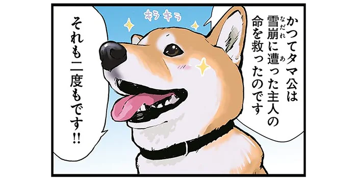 忠犬ならば一度は憧れる！雪崩からご主人の命を2度も救った新潟の星・忠犬タマ公