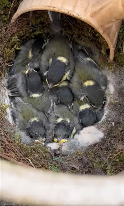 鳥のヒナがギュッと肩を寄せ合っていました！▶このポストは7.9万いいね！を集めました（⇒次へ）
