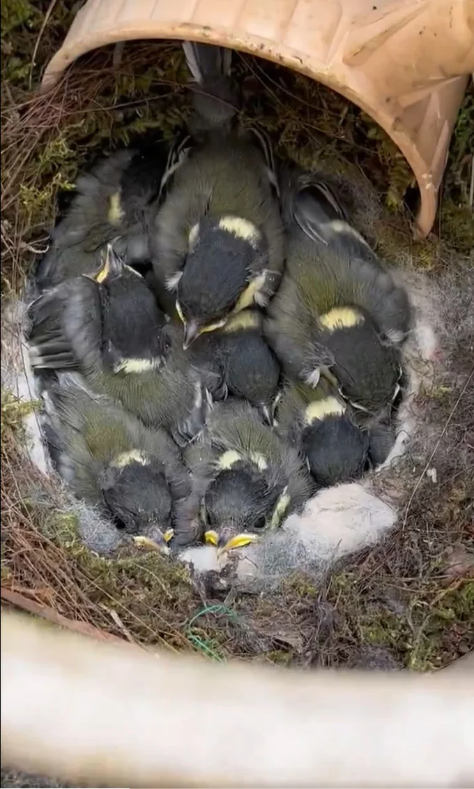 鳥のヒナがギュッと肩を寄せ合っていました！▶このポストは7.9万いいね！を集めました（⇒次へ）