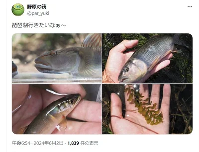 「旧オウミヨシノボリ、ハス、コアユ、ヒロハノエビモ」のポストです▶琵琶湖の淡水魚たち（⇒次へ）