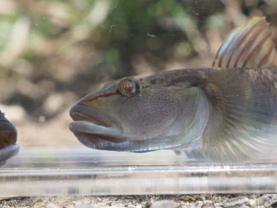 琵琶湖の様子を伝える野原の筏さん▶色々な魚が住んでいるようです（⇒次へ）