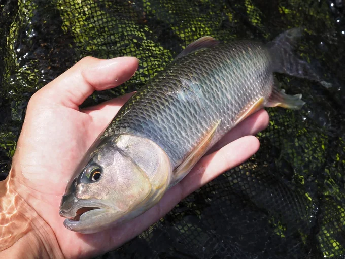 大きな魚から▶小さな魚もいます（⇒次へ）