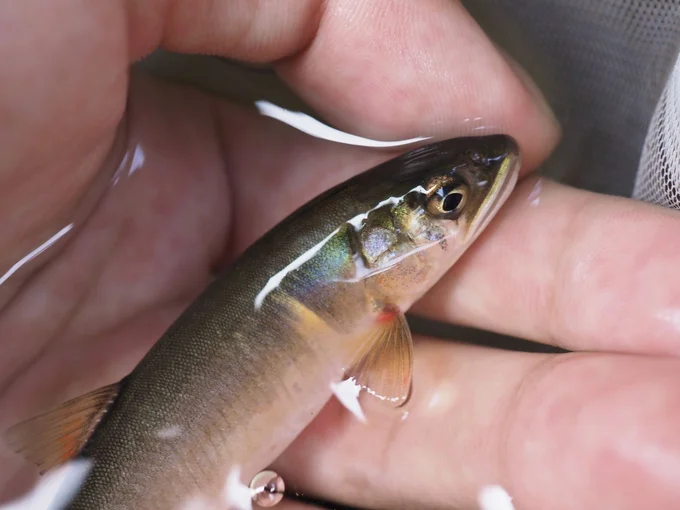 こちらは手におさまるような小さな魚▶野原の筏さんはいろいろなところでフィールドワークをされているそうです（⇒次へ）