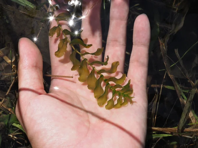 その土地の自然の様子が伝わってきますね！▶デンジソウを育てる野原の筏さん（⇒次へ）