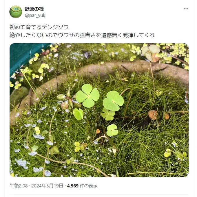「初めて育てるデンジソウ」のポスト▶クローバーによく似ている植物ですが…（⇒次へ）