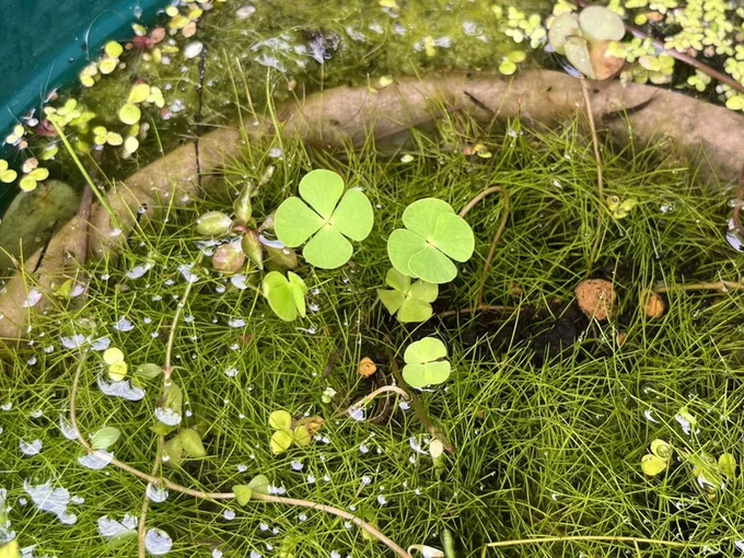 デンジソウは絶滅危惧種とされているとのこと▶雲霧林で見つかる8割の昆虫は…？（⇒次へ）