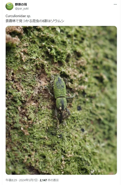 雲霧林で見つかる8割の昆虫の正体はゾウムシとのポスト▶自然にまぎれているので、ぱっと見では見つけにくいゾウムシ（⇒次へ）