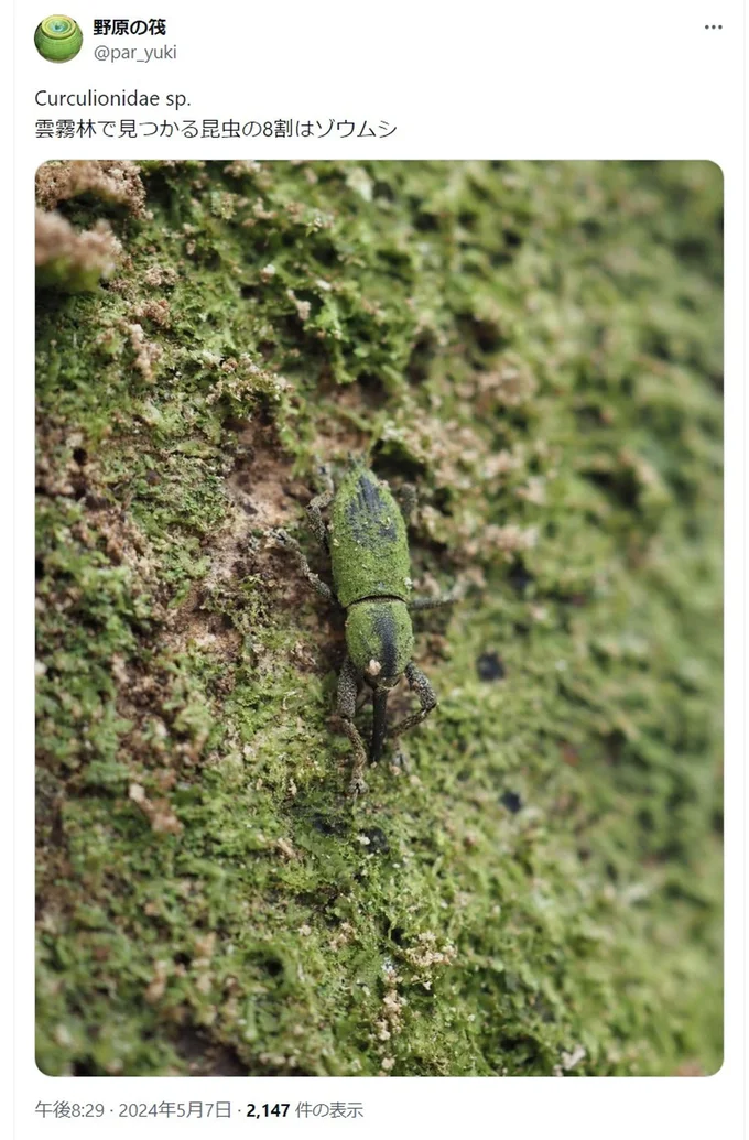 雲霧林で見つかる8割の昆虫の正体はゾウムシとのポスト▶自然にまぎれているので、ぱっと見では見つけにくいゾウムシ（⇒次へ）