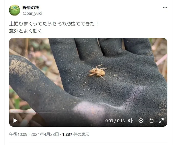 セミの幼虫が出てきました！▶抜け殻とも成虫とも違う姿です（⇒次へ）