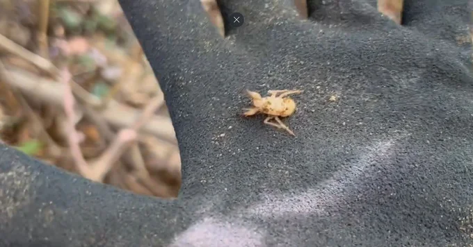 掌で動く小さなセミの幼虫▶日本ではなかなか見ることのできない種類のカブトムシにも出会いました（⇒次へ）