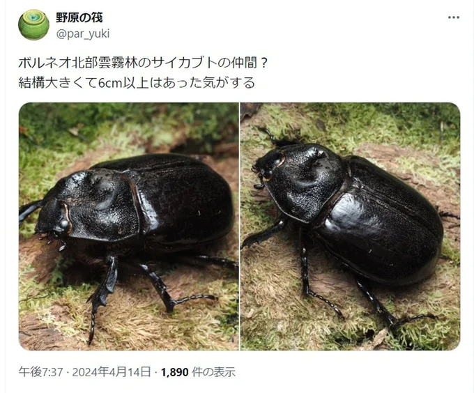 サイカブトの仲間？▶6cm以上とは大きいですね（⇒次へ）