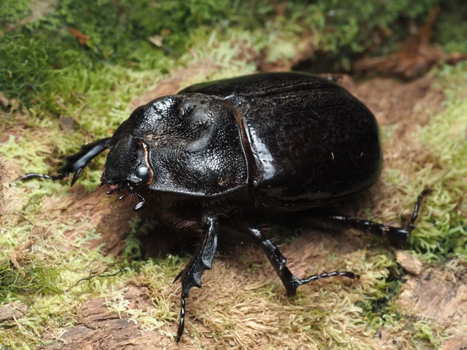 なかなか日本の日常では見かけることがありません▶自然にはたくさんの生き物が生息しています（⇒次へ）